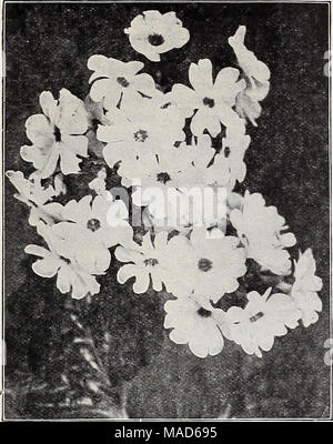 . Dreer Le milieu de l'été spécial offre pour les fleuristes, 1921 : graines de fleurs fiable flor fleuristes fleuristes pour ampoules . PRIMULA OBCONIA GRAND1FLORA Primula. Le membre le plus important de cette famille à la fleuriste est l'Onagre Chinois, notre bassin de qui nous en procurer auprès des meilleures sources, et assurez-vous de donner la même satisfaction à l'avenir que par le passé. Les Obconica variétés sont également très populaires, faisant de belles plantes en pot pour l'hiver en fleurs. Variétés de Chinois à franges. Tr. pkt. Alba Magniflca. Extra Fine, 075 $ blanc rouge de Covent Garden. Un beau rouge lumineux 75 Covent Gard Banque D'Images