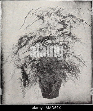 . Dreer Le milieu de l'été spécial offre pour les fleuristes, 1921 : graines de fleurs fiable flor fleuristes fleuristes pour ampoules . ASPARAGUS PLUMOSUS NANUS (proposée à la page 4) Banque D'Images