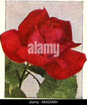 . Dreer est un véritable jardin de la qualité à l'ancienne réserve pour 1952 : pour rendre votre jardin plus beau plus productifs plus agréable . Prés. HERBERT HOOVER SAN FERNANDO (Pat. 785) Banque D'Images