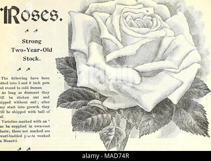 . Dreer's quarterly Liste des prix de gros d'outils, engrais, insecticides, divers articles, etc . Les éléments suivants ont été mis en pot en 5 et 6 pots et stockés en couche froide. Aussi longtemps qu'ils seront en sommeil secoué et expédiés sans sol ; après qu'ils commencent en croissance, ils seront expédiés avec boule de sol. Variétés marqués d'un * peuvent être fournis en plants à racines propres ; ceux qui ne sont pas marqués sont des plantes naines bourgeonnées a travaillé sur Manetti. Par douz. Par Guinoseaux 100 Augustin, blanc La France Alfred Colomb Anna de Diesbach A. K. Williams Antoine Moutton * Agrippine ou Scarlet Queens Boule de Neige Banque D'Images
