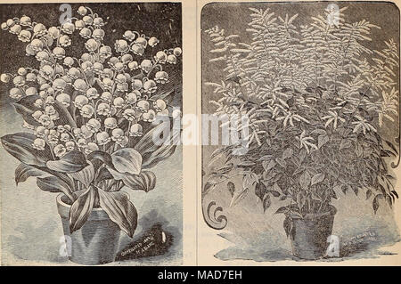 . Dreer's quarterly Liste des prix de gros bulbes de printemps, de palmiers, de fougères et de céleri aux fraises d'autres plantes de saison des graines de fleurs graines potagères engrais, outils, etc., etc., etc . Lis de la vallée. (Voir offre sur la page 7.) Par. douz. Par. 100 p. 1000 botyroides Muscaria, bleu (Muscaris).. $010 $040 $350 » blanc 15605 plurnosus 00. (Jacinthe à plumes) 15 75 6 00 fois le raisin blanc et bine Hya- cinth ont été forcés dans une grande entité quan- pour Pâques la saison passée, et trouvé prêt vente à bon prix. Jonathan Cerrada-mon paradis sarniensis (Guernsey Lily) 100 800 Arabes Ornithogalum Banque D'Images