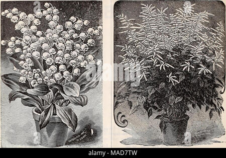 . Dreer's quarterly Liste des prix de gros bulbes de plantes de légumes et de fleurs pour semer les graines de l'automne met en œuvre, d'engrais et de conditions préalables . Lis de la vallée. (Voir l'ofier, page 7.) Par. douz. Par. 100 p. 1000 botyroides Muscaria, bleu (Muscaris).. $010 $040 $350 » » 1560 blanc 500 plumosus. (Jacinthe à plumes) 15 1 00 7 50 fois le raisin bleu. blanc et Hya- cinth ont été forcés dans une grande entité quan- pour Pâques la saison passée, et trouvé prêt vente à bon prix. Jonathan Cerrada-mon paradis sarniensis (Guernsey Lily) 1 00 8 00 Ornithogalum Arabicum (étoile de Bethléem) 30 1 75 16 00 Oxal Banque D'Images