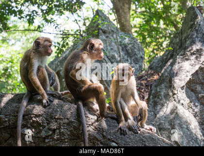 Les trois singes assis sur la roche à Dambulla Cave Temple, Dambulla, Sri Lanka, en Asie. Banque D'Images