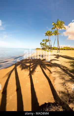 Palmiers et leur shadowson la plage à un certain Ali'i Park sur la rive sud de l'île de Molokai, Hawaï, USA. Banque D'Images