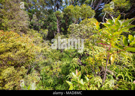 Le feuillage de la forêt tropicale dans le Kamakou Nature Conservancy Préserver, Molokai, Hawaï, USA. Banque D'Images