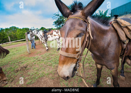 Tôt le matin, en selle pour la Molokai Mule Ride tour vers le bas l'étroit sentier en lacet pour le parc historique national de Kalaupapa, Molokai, Hawaï. Banque D'Images