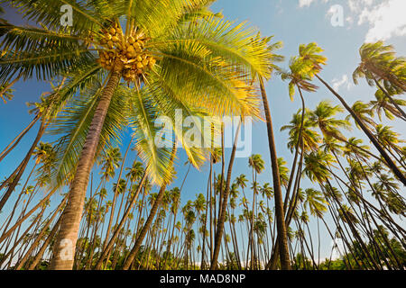 Kapuaiwa Coconut Beach Park, est une ancienne cocoteraie hawaïenne plantés dans les années 1860, pendant le règne du Roi Kamehameha V. Avec des centaines de noix de coco Banque D'Images