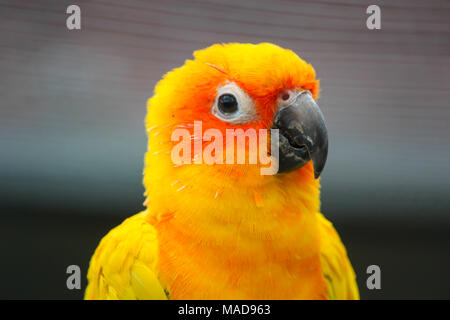 Jaune soleil colorés perroquet, Conure Aratinga solstitialis, portrait profil. Banque D'Images