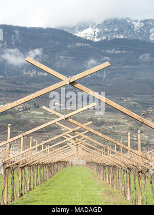 Vignoble dans le Trentin Banque D'Images