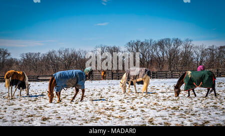 Les chevaux brouter dans un champ neigeux en Virginie. Banque D'Images