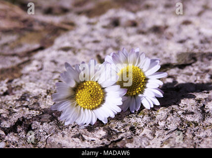 Deux fleurs Daisy / Bellis perennis Banque D'Images