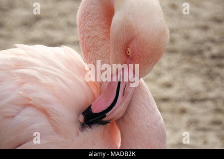 Flamant rose Banque D'Images