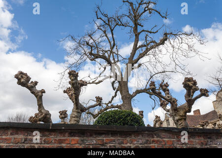 L'étrange tronc de l'arbre, les branches, dans les jardins de la maison de trésoriers York, North Yorkshire, Angleterre, Royaume-Uni Banque D'Images