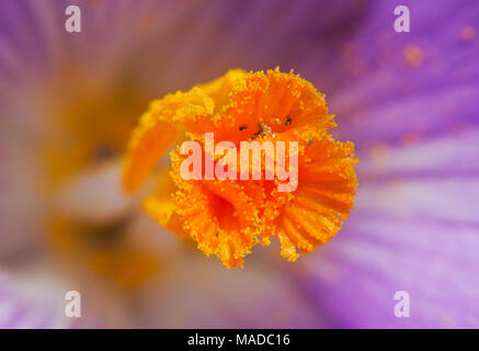 Close-up du stigmate jaune-orange et d'étamines d'un crocus Banque D'Images