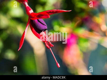 Un plan macro sur une fleur fuchsia rouge et violet. Banque D'Images