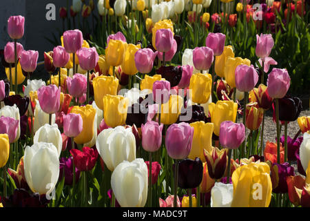 Un assortiment coloré de tulipes au printemps. Banque D'Images