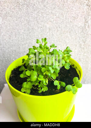 Les jeunes pousses de feuilles de moutarde dans le pot. Studio Photo Banque D'Images