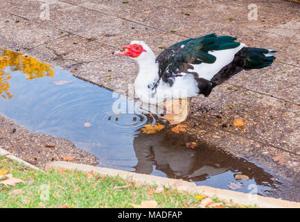 Pato en El Jardín del Principe. Aranjuez. Madrid. España Banque D'Images