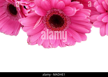 Le Gerbera est une fleur qui se caractérise par de nombreux coraux et plus souvent utilisé par les fleuristes en bouquets comme une fleur à couper parce qu'il est distinctif et grand. Banque D'Images