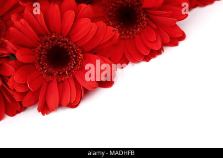 Le Gerbera est une fleur qui se caractérise par de nombreux coraux et plus souvent utilisé par les fleuristes en bouquets comme une fleur à couper parce qu'il est distinctif et grand. Banque D'Images