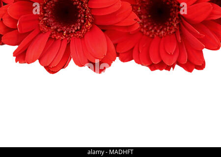 Le Gerbera est une fleur qui se caractérise par de nombreux coraux et plus souvent utilisé par les fleuristes en bouquets comme une fleur à couper parce qu'il est distinctif et grand. Banque D'Images