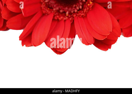 Le Gerbera est une fleur qui se caractérise par de nombreux coraux et plus souvent utilisé par les fleuristes en bouquets comme une fleur à couper parce qu'il est distinctif et grand. Banque D'Images