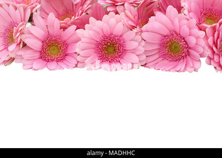 Le Gerbera est une fleur qui se caractérise par de nombreux coraux et plus souvent utilisé par les fleuristes en bouquets comme une fleur à couper parce qu'il est distinctif et grand. Banque D'Images