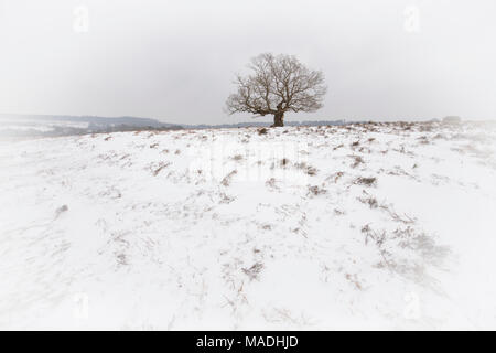 Une scène de neige dans la nouvelle forêt à Fritham. Banque D'Images