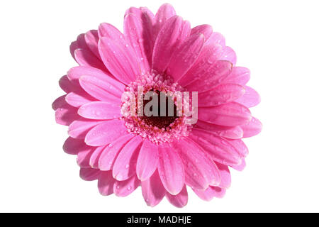 Le Gerbera est une fleur qui se caractérise par de nombreux coraux et plus souvent utilisé par les fleuristes en bouquets comme une fleur à couper parce qu'il est distinctif et grand. Banque D'Images