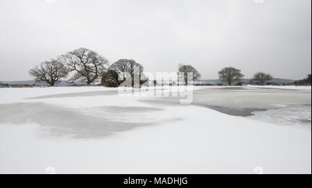 Une scène de neige dans la nouvelle forêt à Mogshade Hill. Banque D'Images