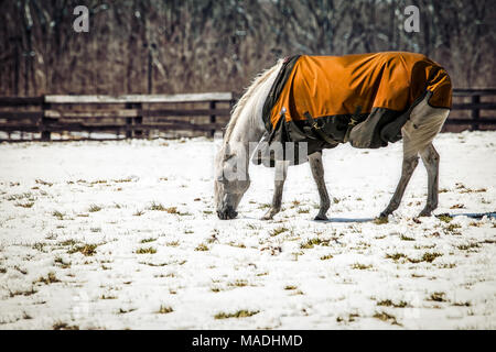 Un cheval paissant dans un champ neigeux en Virginie. Banque D'Images