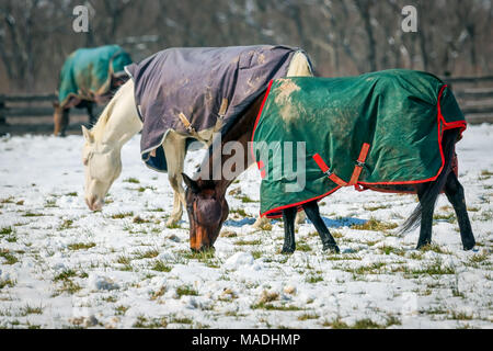 Les chevaux brouter dans un champ neigeux en Virginie. Banque D'Images