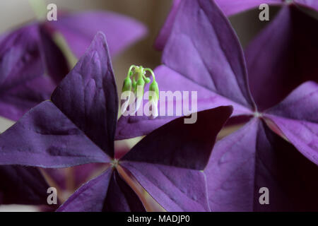 Shamrock, oseille, Oxalis triangularis, un bouquet de fleurs avec des fleurs roses Banque D'Images