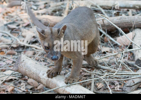 Le Fossa (Cryptoprocta ferox) après une nuit de chasse en forêt de Kirindy à Madagascar Banque D'Images