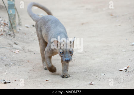 Le Fossa (Cryptoprocta ferox) après une nuit de chasse en forêt de Kirindy à Madagascar Banque D'Images