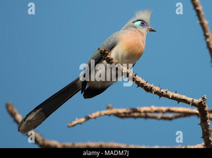 Un Crested Coua Coua cristata (haut) dans un arbre à Madagascar Banque D'Images