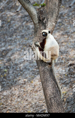 Un Coquerel's Sfaka (Propitherus Coquereli) sur un arbre à Madagascar Banque D'Images