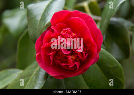 Camellia japonica Aarons Ruby en fleur - fleurs rouge vif. Banque D'Images