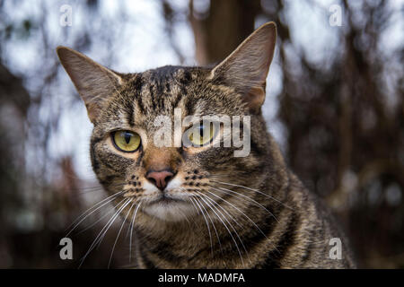 Tabby Cat Bengal chat, portrait, à l'extérieur dans un jardin d'hiver. Banque D'Images