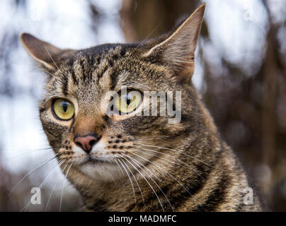 Tabby Cat Bengal chat, portrait, à l'extérieur dans un jardin d'hiver. Banque D'Images