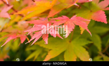 Un plan macro sur quelques feuilles d'automne à Acer palmatum. Banque D'Images
