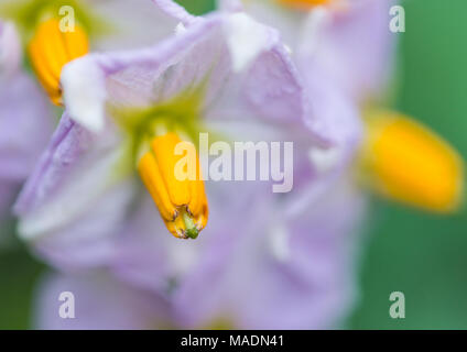 Une macro shot of potato Blossom. Banque D'Images