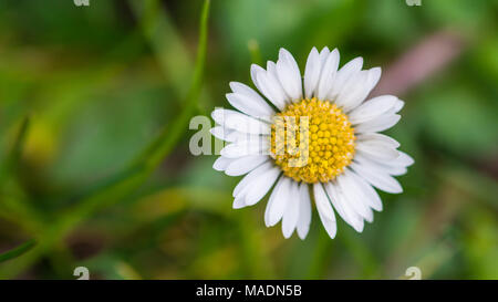 Un plan macro sur une pelouse daisy. Banque D'Images