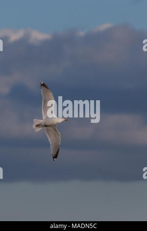 Mouettes planeur au-dessus de la mer Banque D'Images