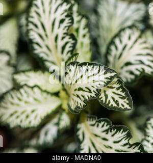 Un plan macro sur les feuilles panachées d'une usine de mosaïque. Banque D'Images