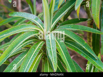 Un plan macro sur les feuilles vertes d'un miel spurge bush. Banque D'Images