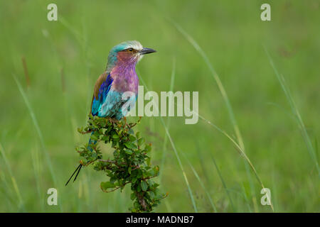 Lilac breasted Roller dans le Masai Mara Banque D'Images