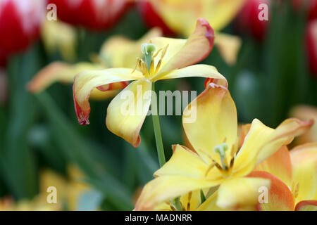 La décoloration jaune tulipes un close up à l'horizontale. Liliaceae Famille. Tulipa. Banque D'Images