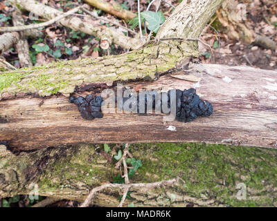 Close up black jelly champignon arbre branche - Exidia plana Donk ; Essex ; Angleterre ; uk Banque D'Images