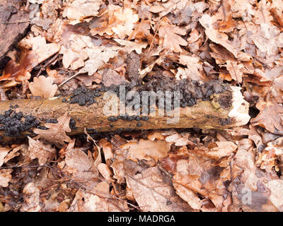 Beurre de sorcières champignons noir champignon poussant sur sol forestier journal printemps ; Essex ; Angleterre ; uk Banque D'Images